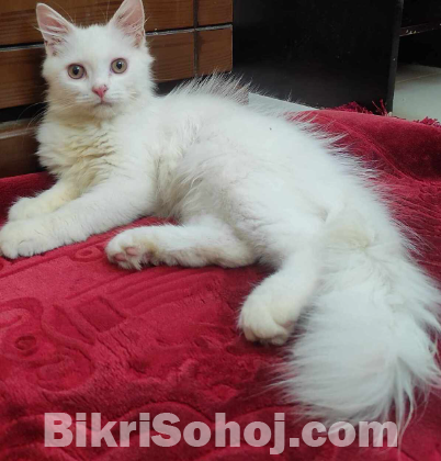Pure Persian Male Cat